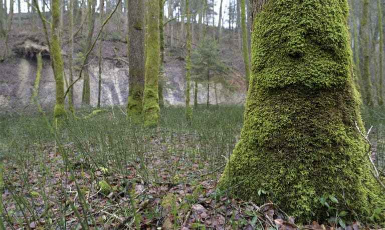 Bild von einem moosbewachsenen Baumstamm im Wald